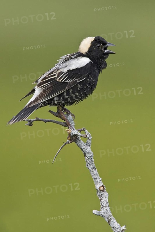 Bobolink (Dolichonyx oryzivorus) singing, Ontario, Canada