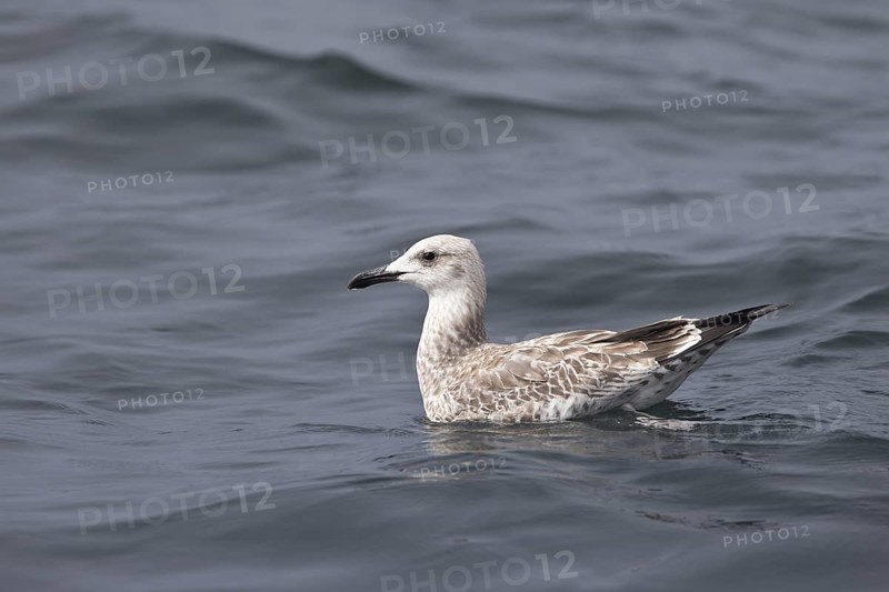 Caspian Gull (Larus cachinnans) juvenile, Baltic Sea, Germany