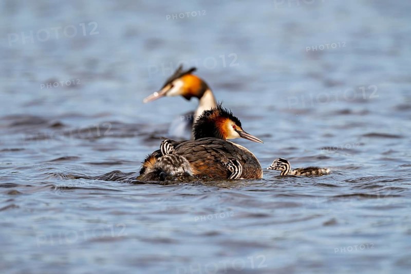 Great Crested Grebe (Podiceps Scalloped ribbonfish), with chicks, Vulkaneifel, Rhineland-Palatinate, Germany