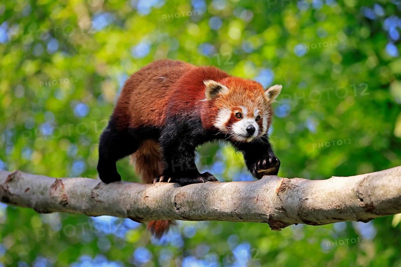 Western Red panda Ailurus fulgens), adult, on tree trunk, running, captive, Himalayas, Central Asia
