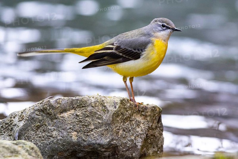 Grey wagtail (Motacilla cinerea) Germany