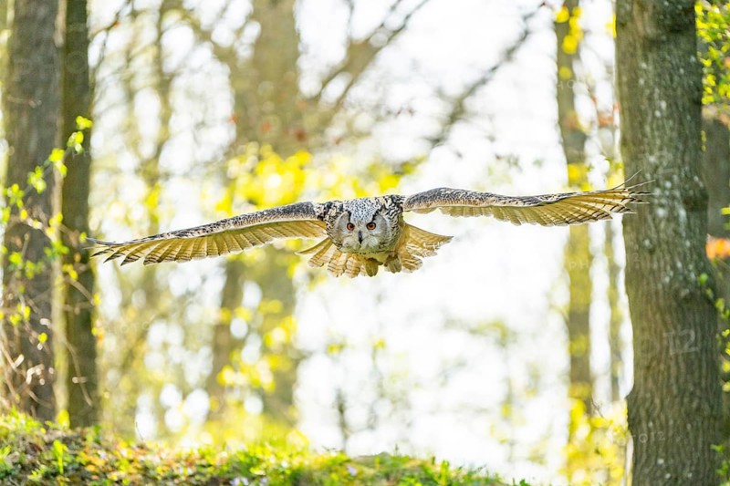 Eurasian eagle-owl (Bubo bubo) landing, captive, Bavaria, Germany