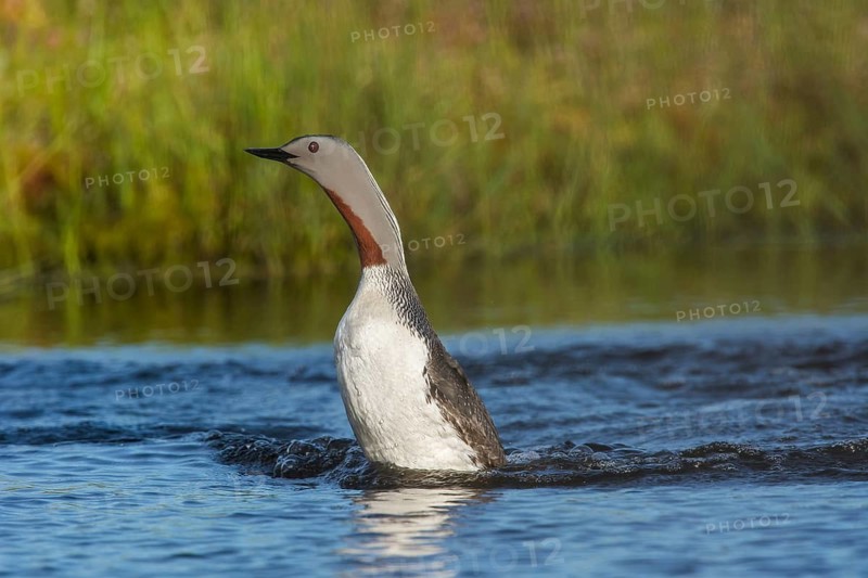 Sterntaucher (Gavia stellata) Red-throated Diver