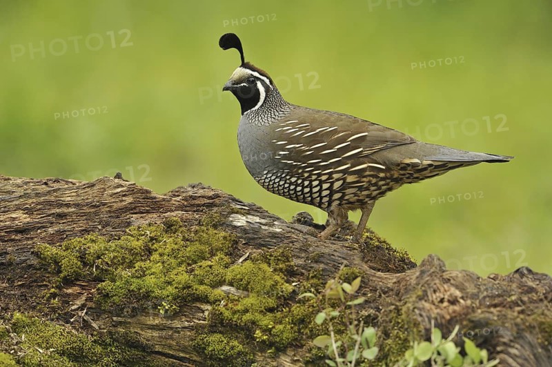 California Quail (Callipepla californica) male, Canada