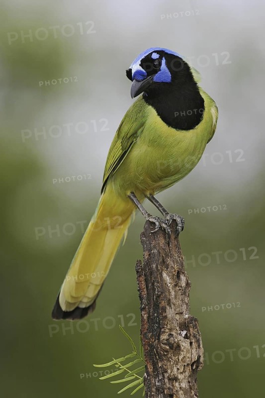 Green Jay (Cyanocorax luxuosus), Texas, USA