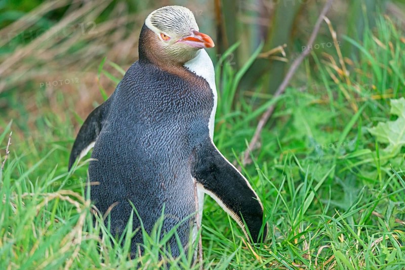 Yellow-eyed Penguin (Megadyptes antipodes), Otago Region, South Island, New Zealand