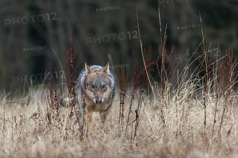 One young male eurasian gray wolf (Canis lupus lupus) running over a meadow. Dark forest in the background