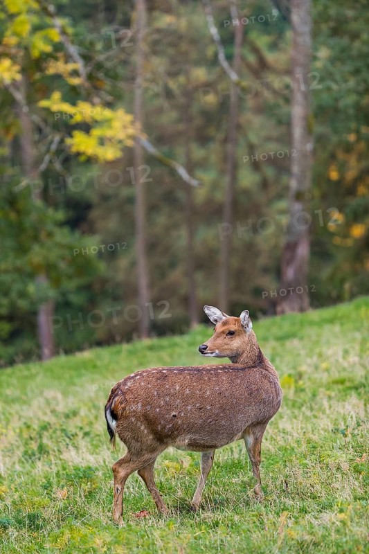 One female Manchurian sika deer or Dybowski's sika deer (Cervus nippon mantchuricus or Cervus nippon dybowskii) standing on a meadow on hilly ground