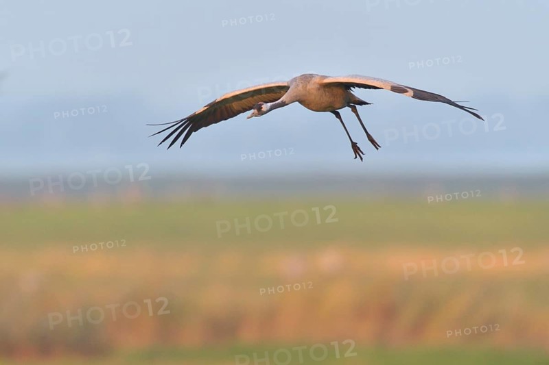 Common Crane (Grus grus) flying, Mecklenburg-Western Pomerania, Germany