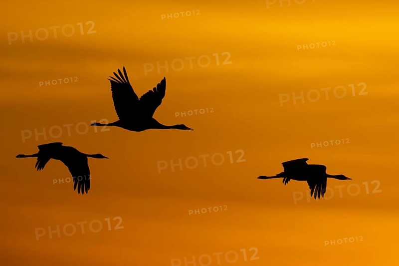 Crane (Grus grus), Hornborgorsjön, Sweden