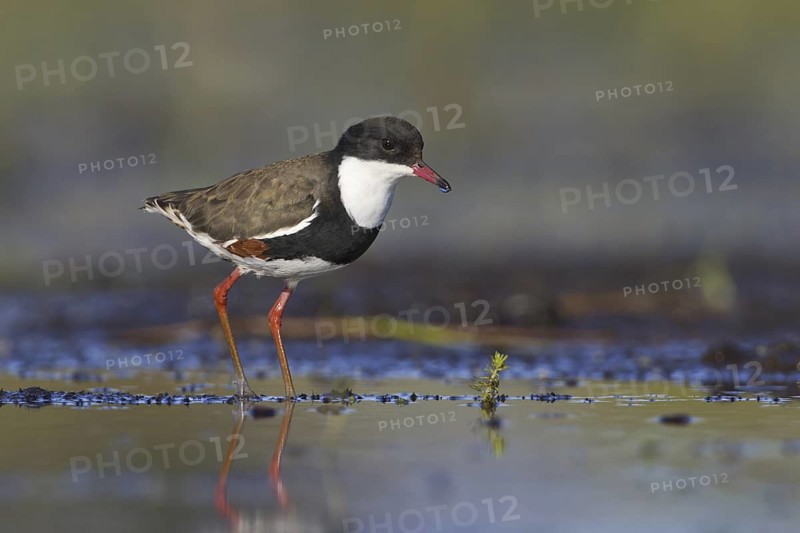 Red-kneed Dotterel (Erythrogonys cinctus), Victoria, Australia