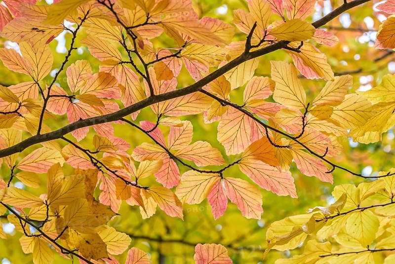 Persian ironwood (Parrotia persica), Treptower Park, Federal Republic of Germany
