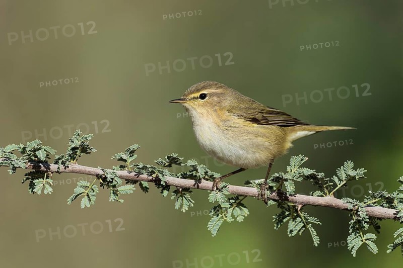 Common Chiffchaff (Phylloscopus collybita), Eilat, Israel