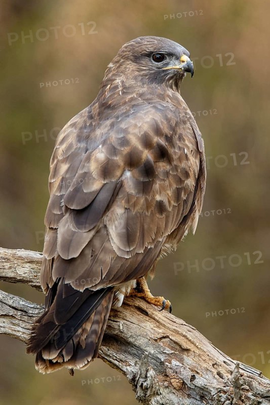 Common Buzzard (Buteo buteo), perched on a branch, Castile and Leon, Spain