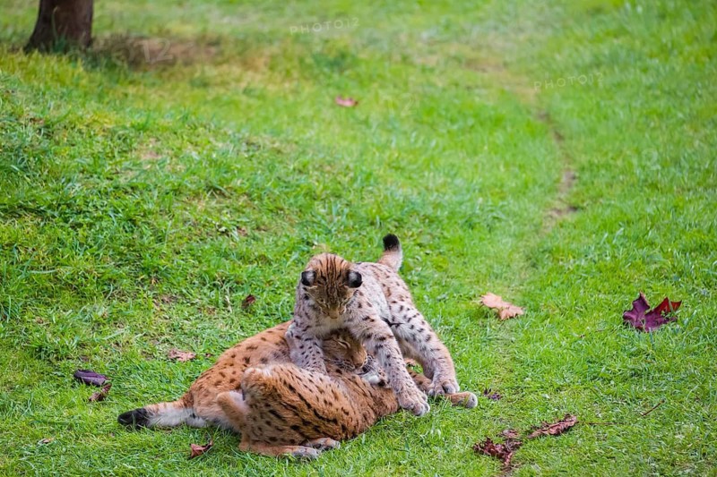 One female Eurasian lynx (Lynx lynx) plays with its two cubs on a green meadow