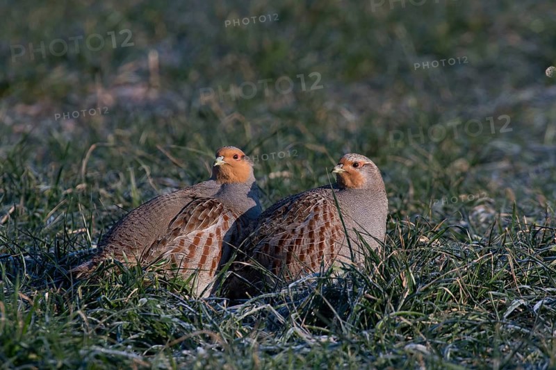Grey Partridge (Perdix perdix), Thuringia, Germany