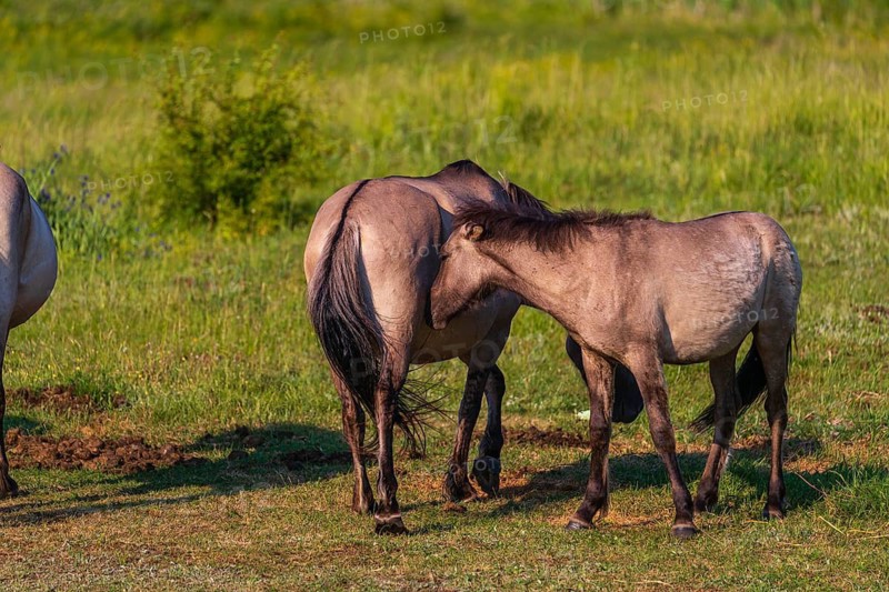 A herd of tarpans (Equus ferus) stands in a clearing in the Masuria tarpan horse reserve, belonging to the scientific station in Popielno, Masuria, North Poland