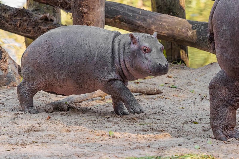 A baby hippopotamus (Hippopotamus amphibius) and its mother standing on a sandy riverbank in an enclosure
