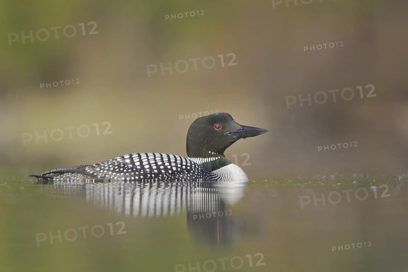 Great Northern Loon (Gavia immer), British Columbia, Canada