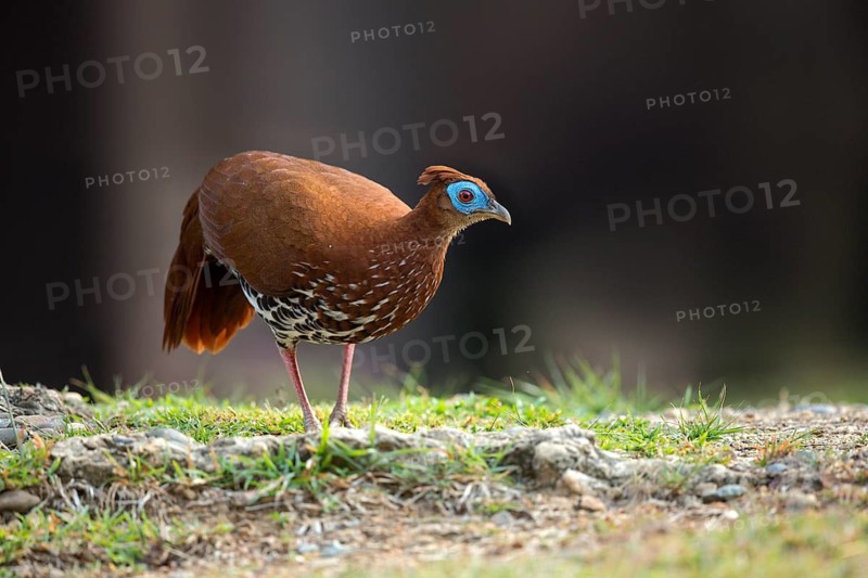 Crested Fireback (Lophura ignita rufa) female, Pahang, Malaysia