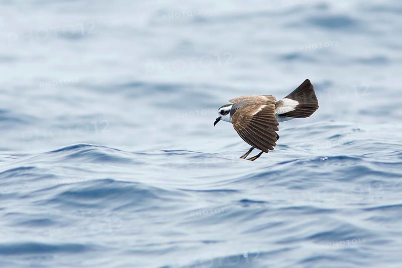 White-faced Storm Petrel (Pelagodroma marina) flying, Victoria, Australia