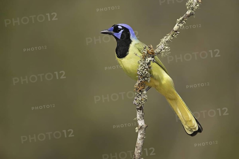 Green Jay (Cyanocorax luxuosus), Texas, USA
