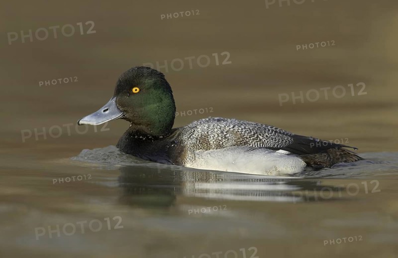 Lesser Scaup (Aythya affinis) male, Ohio, USA