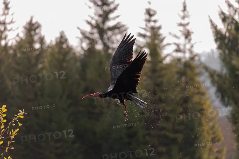 A Northern Bald Ibis, Hermit Ibis (Geronticus eremita) in flight in natural surroundings