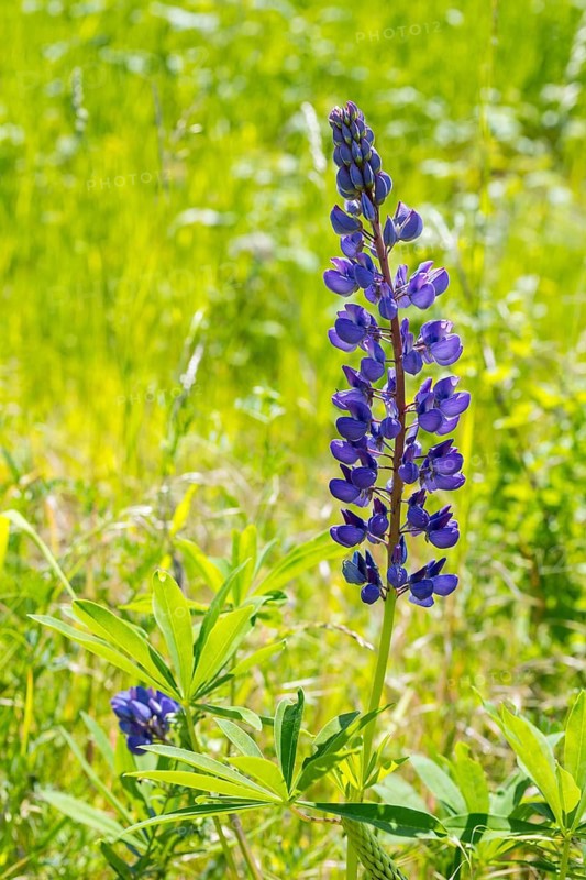 Narrow-leaved lupin (Lupinus polyphyllus) blooms blue on Halde I on the Heller, Dresden, Saxony, Germany