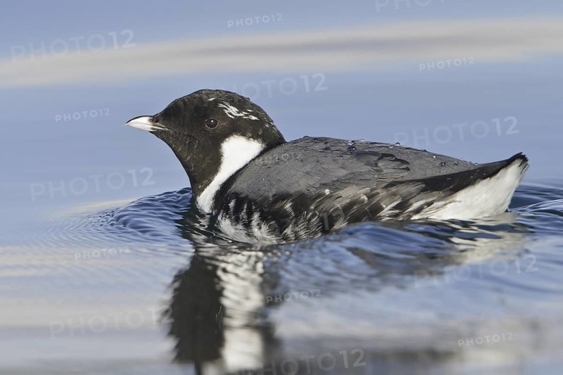 Ancient Murrelet (Synthliboramphus antiquus), British Columbia, Canada