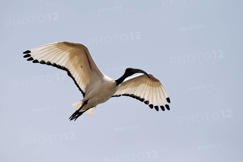 African Sacred Ibis (Threskiornis aethiopicus) flying, Semuliki National Park, Uganda