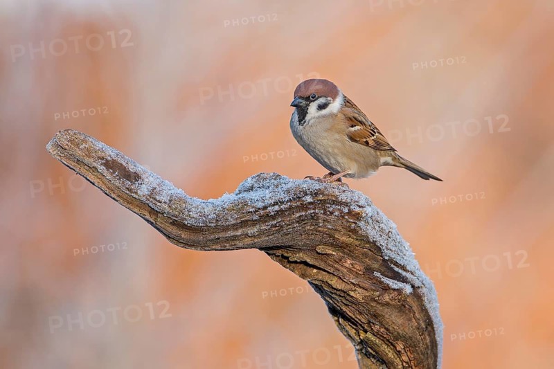 Eurasian Tree Sparrow (Passer montanus), Saxony-Anhalt, Germany