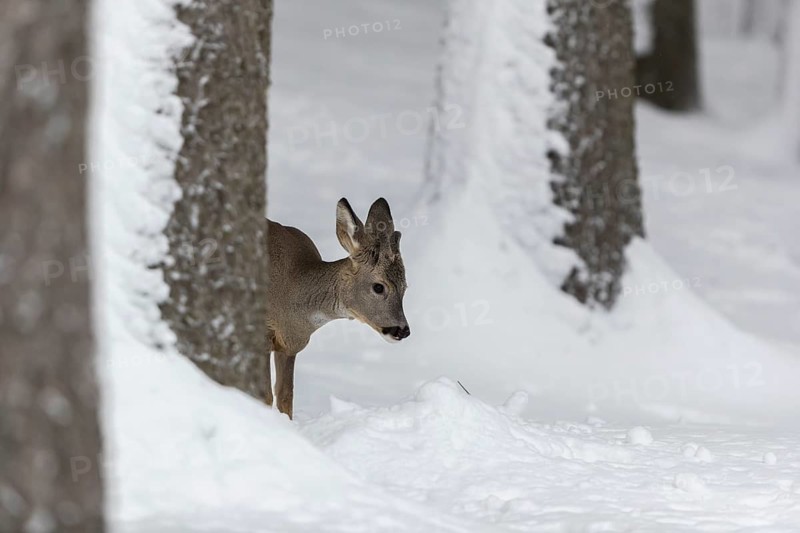 One young male Roe Deer, Roe buck (Capreolus capreolus), walking through a forest in deep snow. Trees in the background