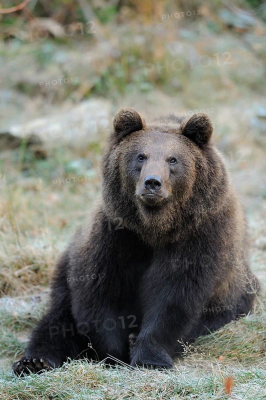 Bear sitting in the grass, looking thoughtful and calm, Eurasian brown bear (Ursus arctos arctos), Bavarian Forest National Park