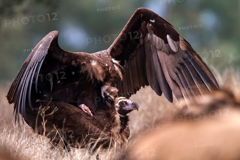 Cinereous Vulture (Aegypius monachus) pair mating, Castile-La Mancha, Spain