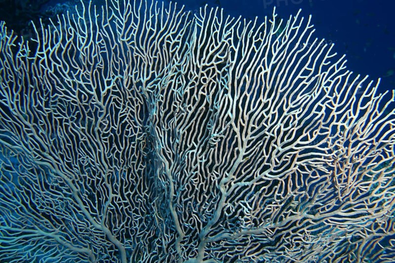 Giant fan coral (Annella mollis)
