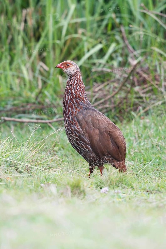 Jackson's Francolin (Pternistis jacksoni), Mount Aberdare, Kenya