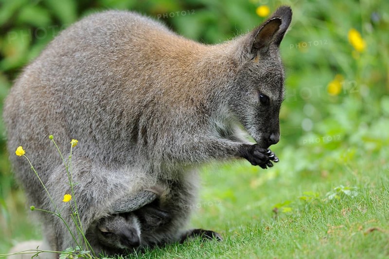 Kangaroo feeding, a young animal is hidden in the carrier bag, red-necked wallaby (Macropus rufogriseus rufogriseus), captive