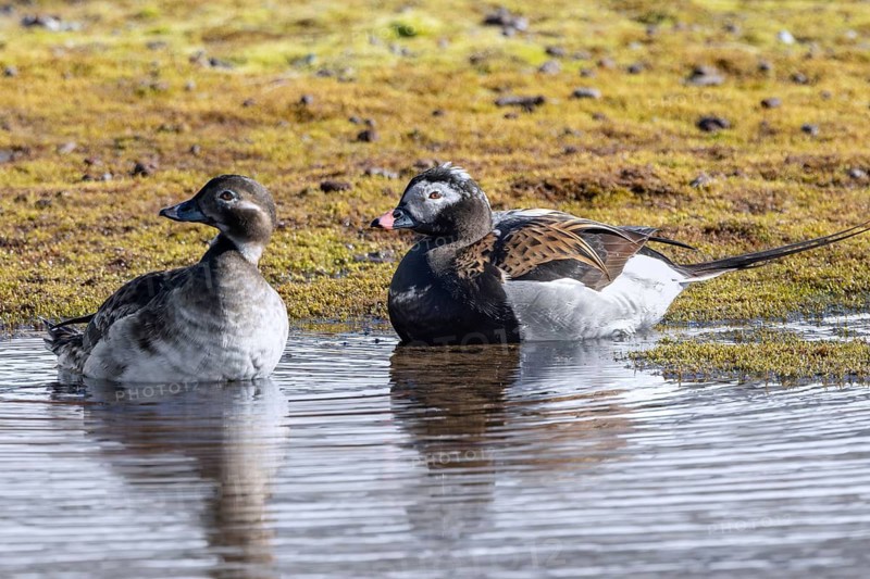 Long-tailed duck (Clangula hyemalis, Anas hyemalis) pair, female and male in breeding plumage on the tundra in summer, Svalbard, Spitsbergen