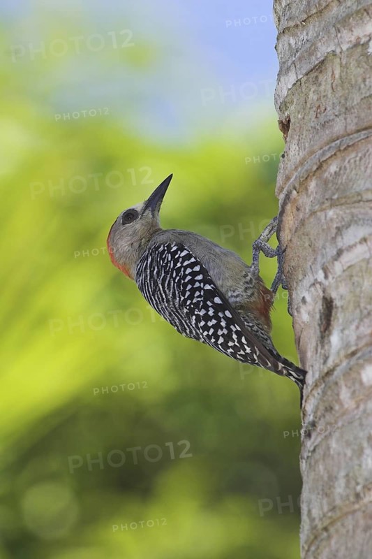Red-crowned Woodpecker (Melanerpes rubricapillus), Costa Rica