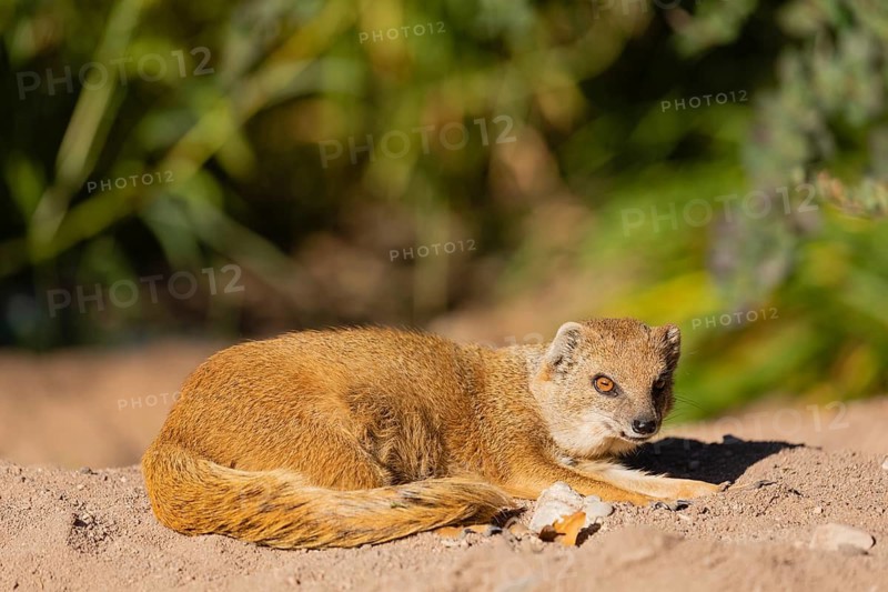 One yellow mongoose, Cynictis penicillata, or red meerkat resting on sand, eyes open