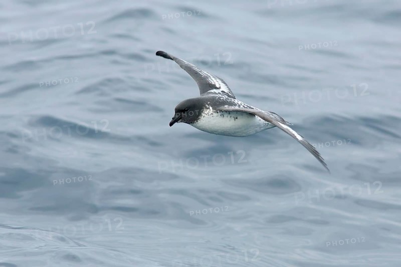 Cape Petrel (Daption capense) flying, Victoria, Australia