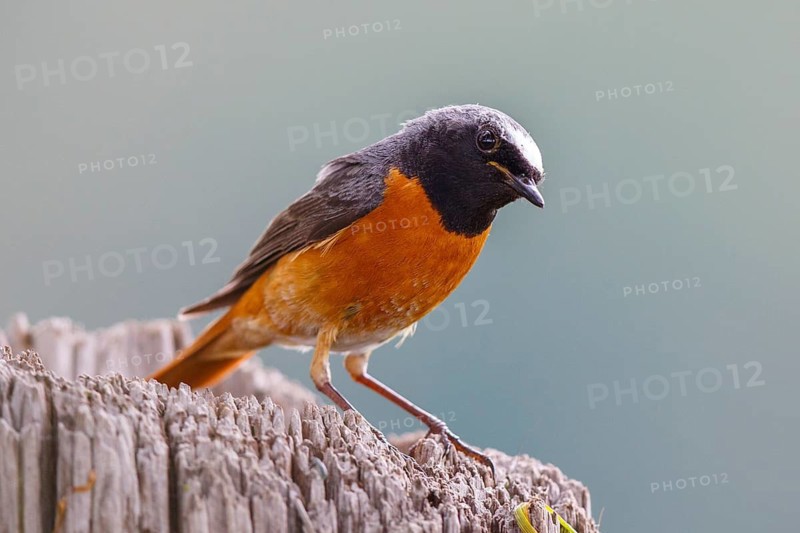 Common Redstart (Phoenicurus phoenicurus) male, North Rhine-Westphalia, Germany