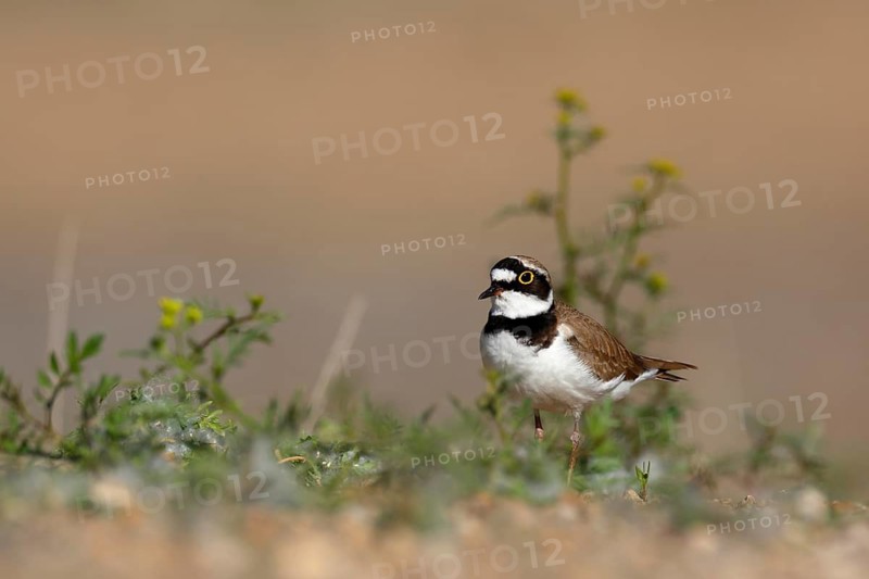 Little Ringed Plover (Charadrius dubius), Saxony-Anhalt, Germany