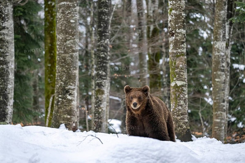 European brown bear (Ursus arctos arctos) in the forest, bear in the snow, winter, Notranjska region, Slovenia