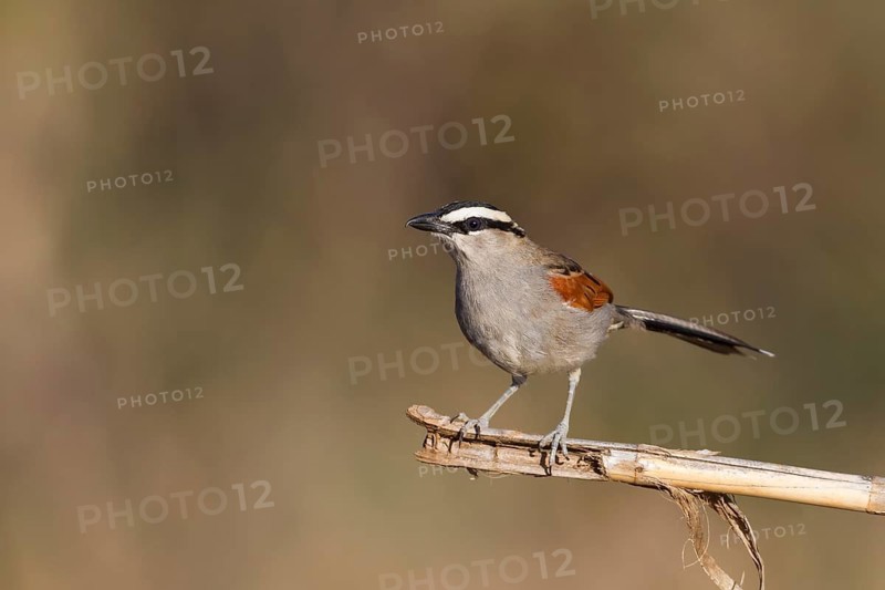 Black-crowned Tchagra - Senegaltschagra - Tchagra senegalus ssp. cucullatus, Morocco