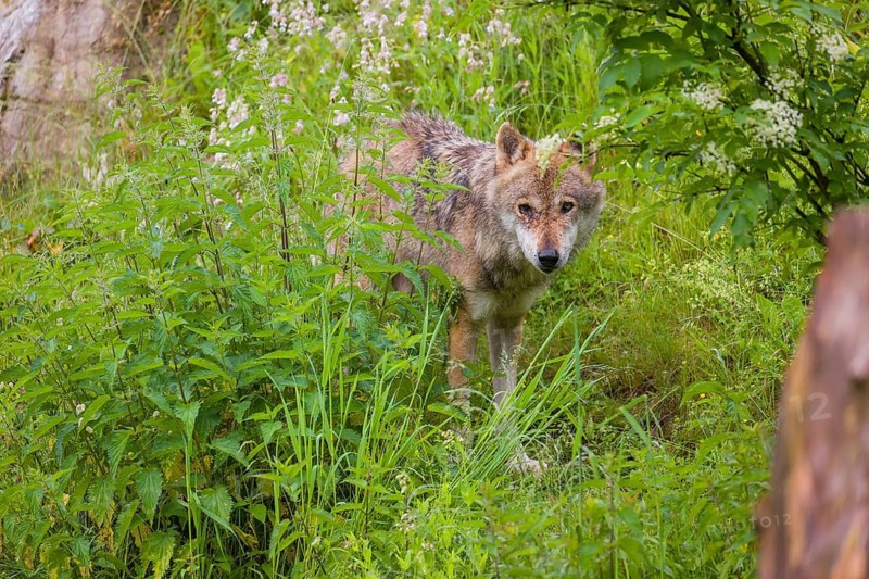 A eurasian gray wolf (Canis lupus lupus) stands on a hill in dense green vegetation