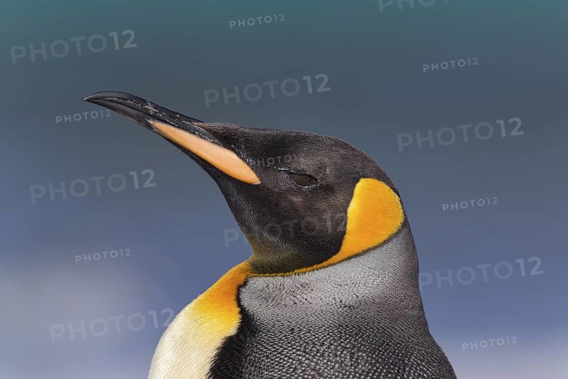 King Penguin (Aptenodytes patagonicus), Saunders Island, Falkland Islands