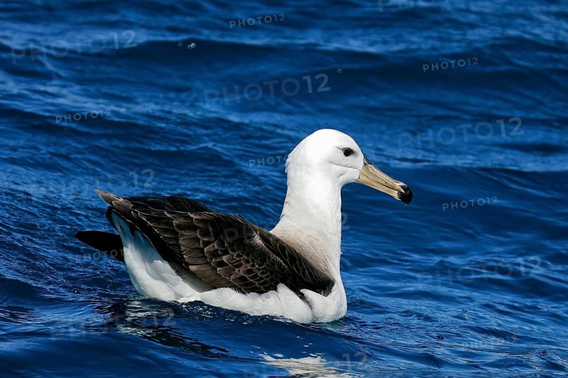 Black-browed Albatross (Thalassarche melanophris), Südinsel, Neuseeland