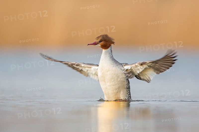 Common Merganser (Mergus merganser) female swimming on lake, flapping wings, Saxony-Anhalt, Germany